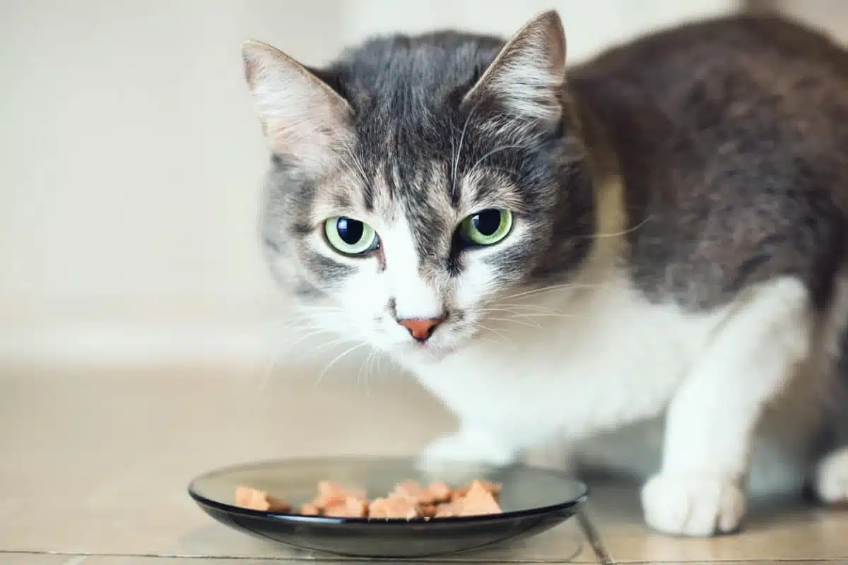 Alimentation pour votre chat les bienfaits des croquettes médicales