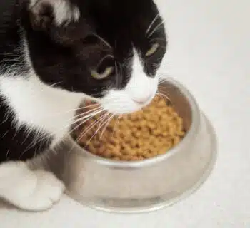 Alimentation pour votre chat les bienfaits des croquettes médicales