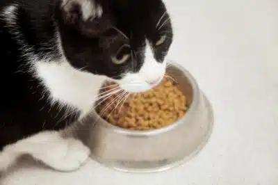 Alimentation pour votre chat les bienfaits des croquettes médicales